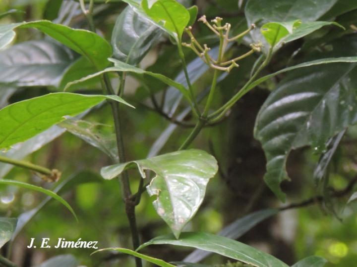 Palicourea psychotrioides