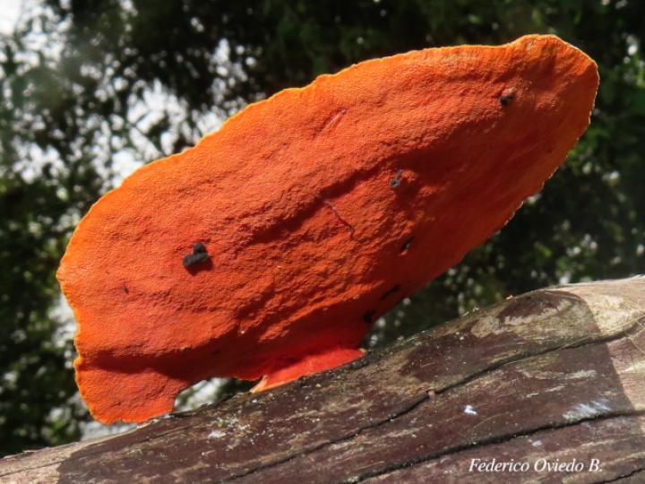 Trametes cinnabarina