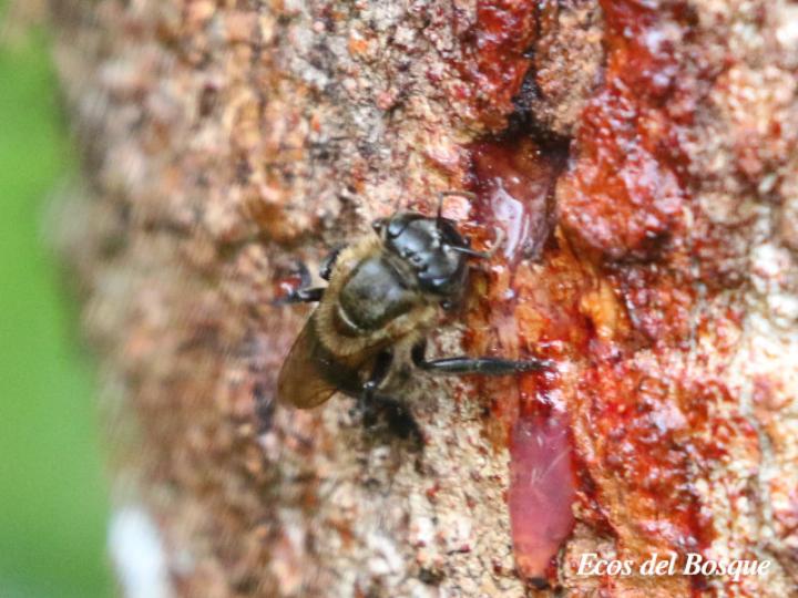 Virola koschnyi (Fruta dorada)