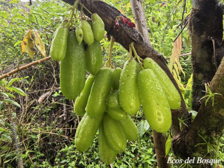 Averrhoa bilimbi