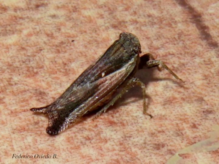 Cyrpoptus sp