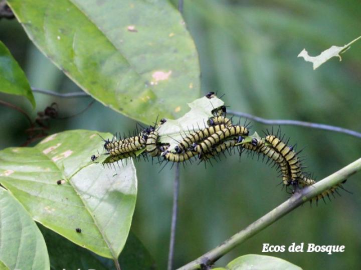 Larvas de Heliconius doris