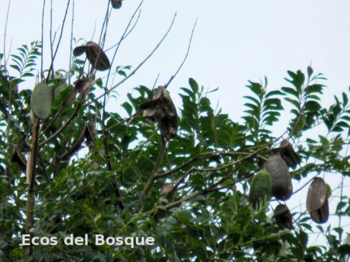 Jacaranda copaia (Gallinazo)