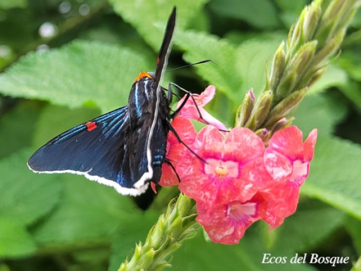 Phocides lilea