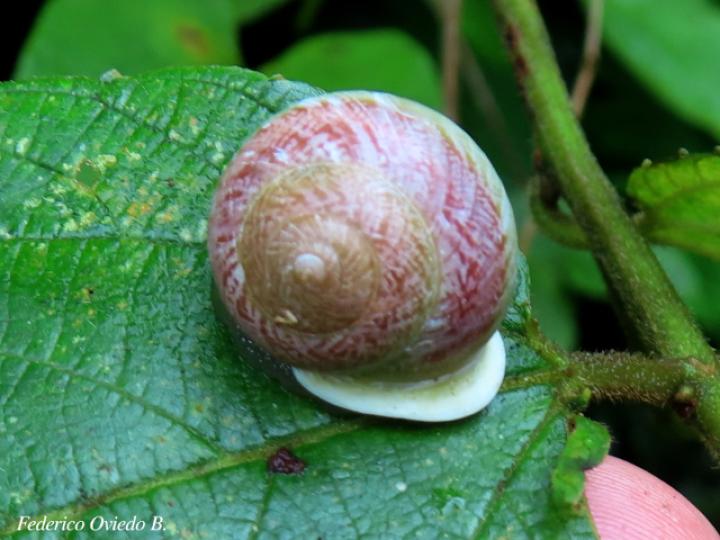 Praticolella sp