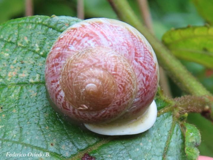 Praticolella sp