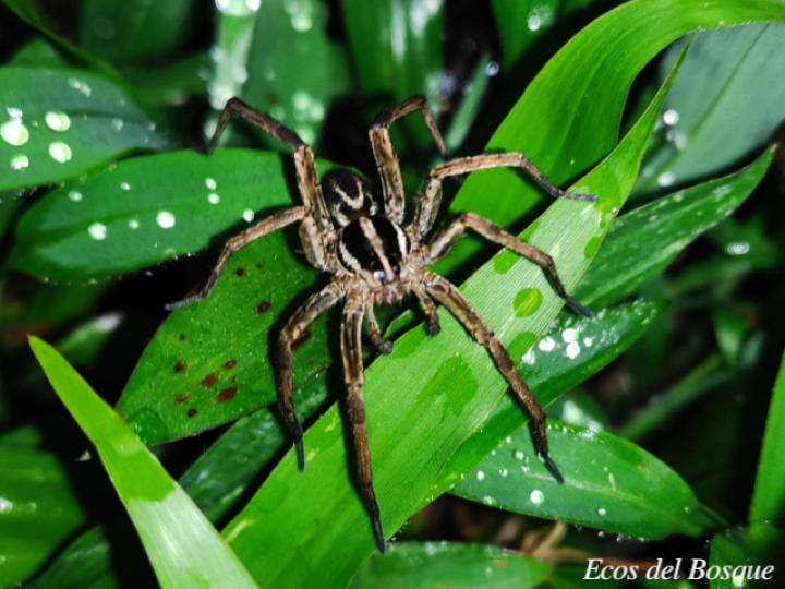 Rabidosa santrita