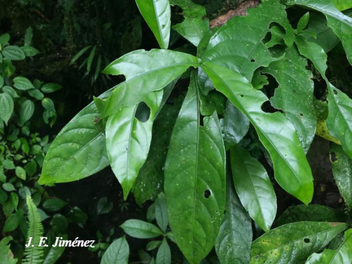 Spathacanthus hoffmannii