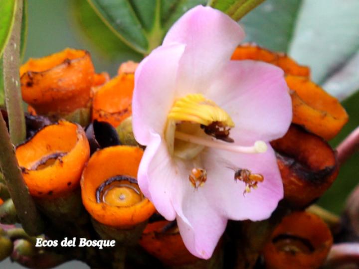 Topobea maurofernandeziana