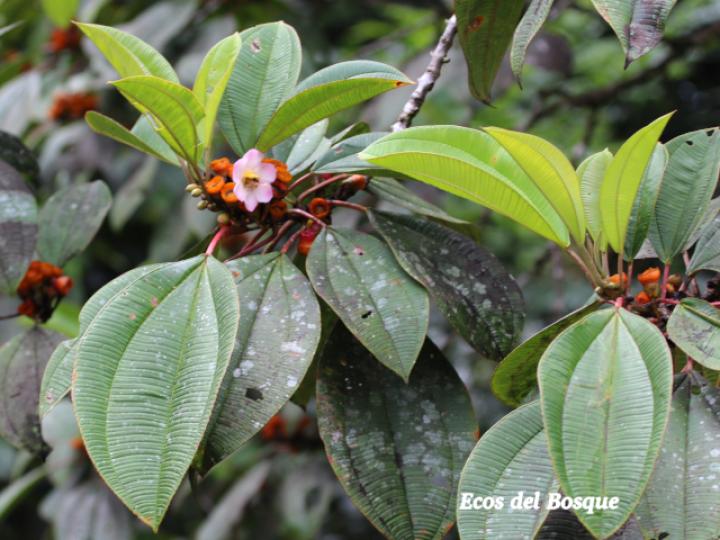 Topobea maurofernandeziana