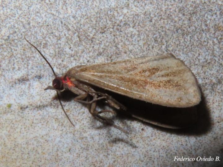Virbia fluminea