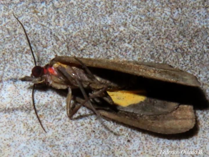 Virbia fluminea