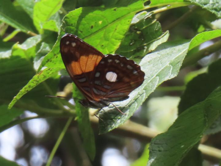 Adelpha leucophthalma