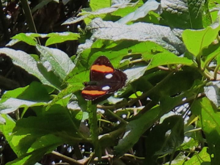 Adelpha leucophthalma