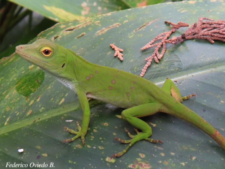 Anolis biporcatus