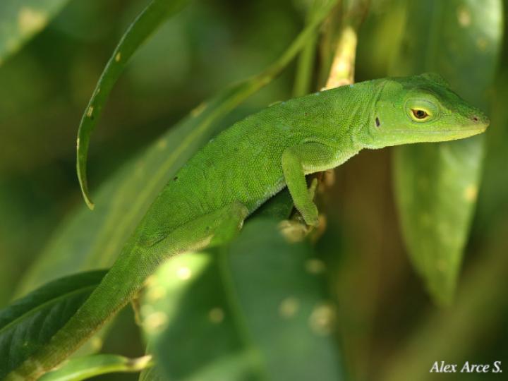 Anolis biporcatus