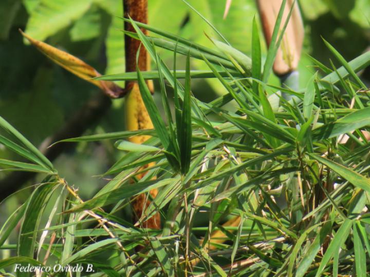 Bambusa vulgaris (Bambú)