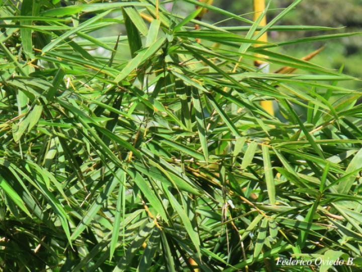 Bambusa vulgaris (Bambú)