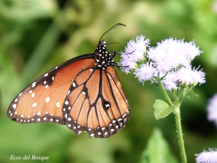 Danaus eresimus montezuma