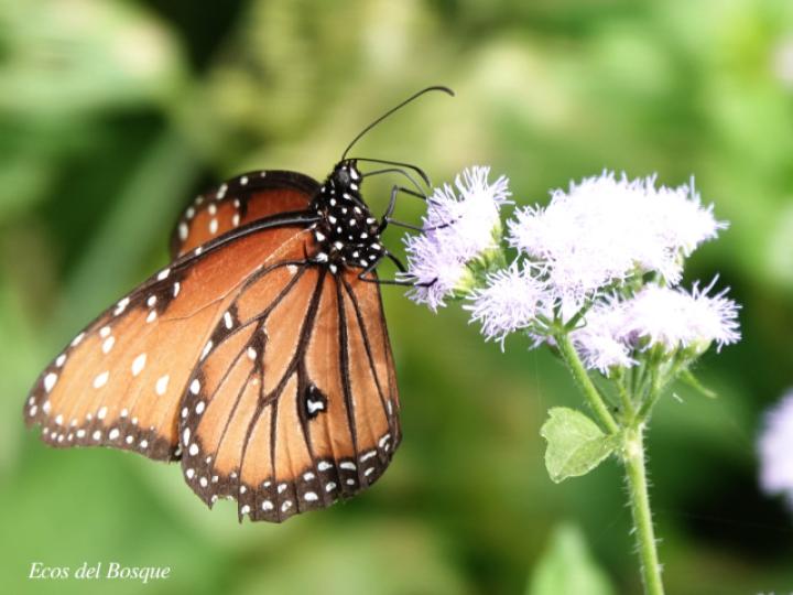 Danaus eresimus montezuma