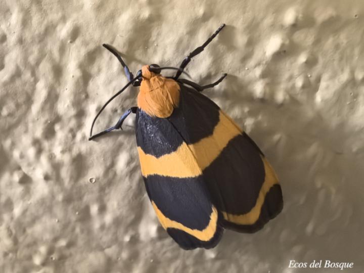 Eudesmia menea (Polilla de bandas naranja)