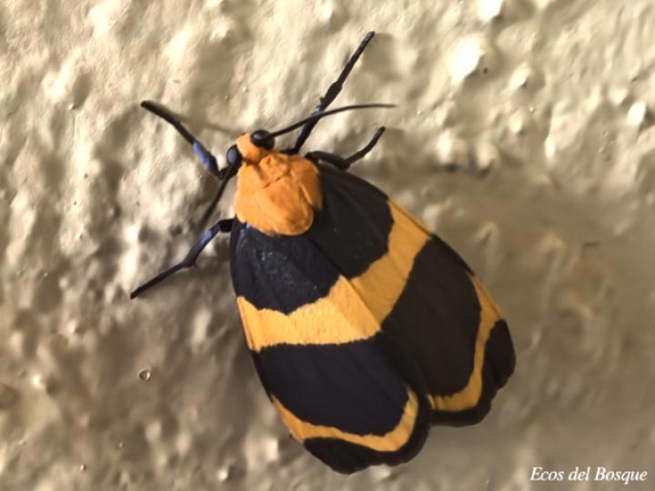 Eudesmia menea (Polilla de bandas naranja)