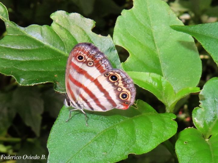 Euptychia westwoodi