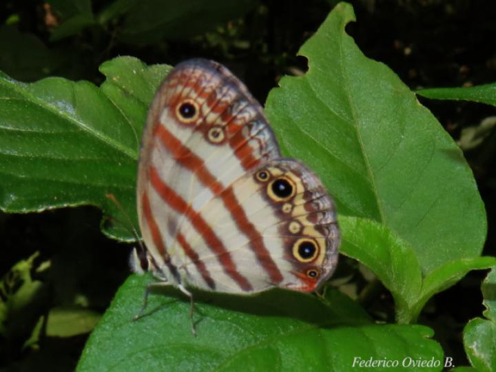Euptychia westwoodi