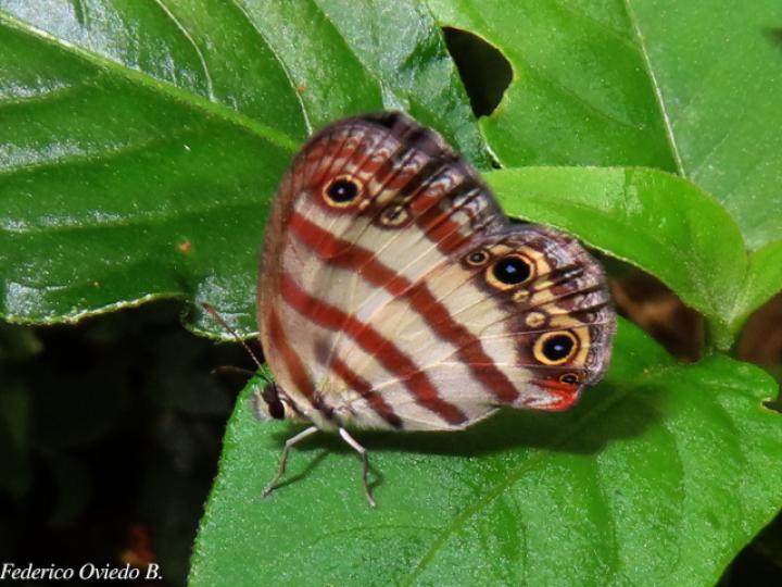 Euptychia westwoodi