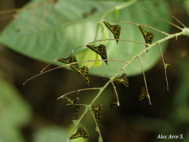 Eurema xanthochlora (Mariposa amarillo tropical)