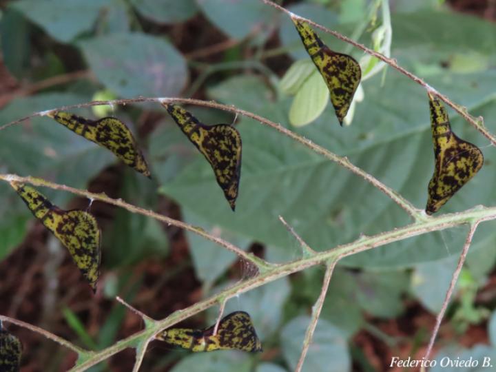 Eurema xanthochlora (Mariposa amarillo tropical)