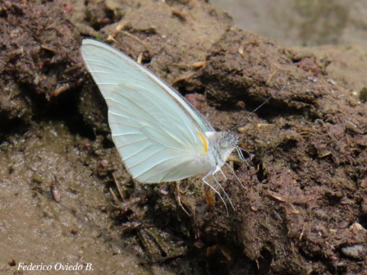 Glutophrissa drusilla