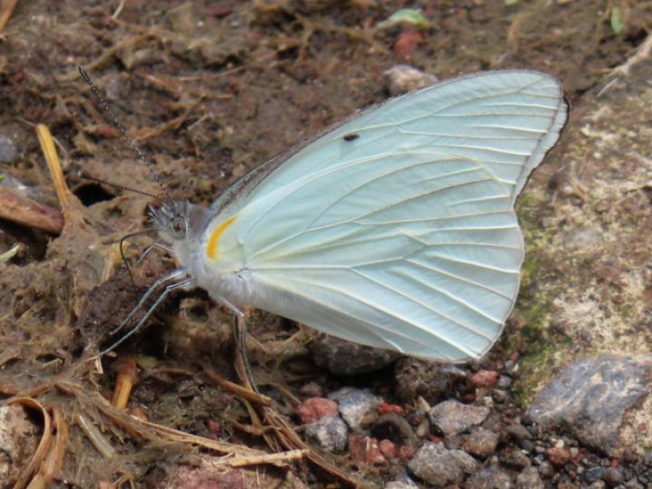 Glutophrissa drusilla