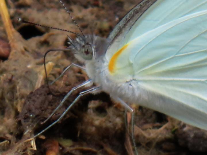 Glutophrissa drusilla