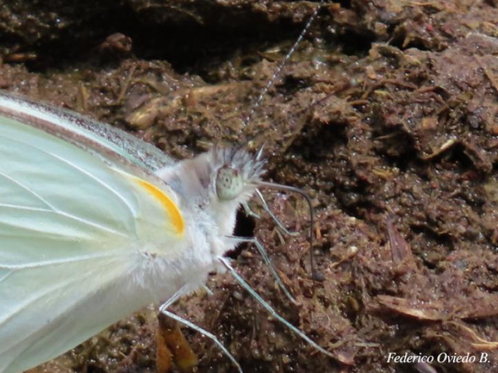 Glutophrissa drusilla