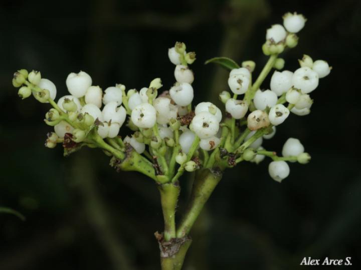 Hedyosmum bonplandianum (Pitillo, Aguillo)