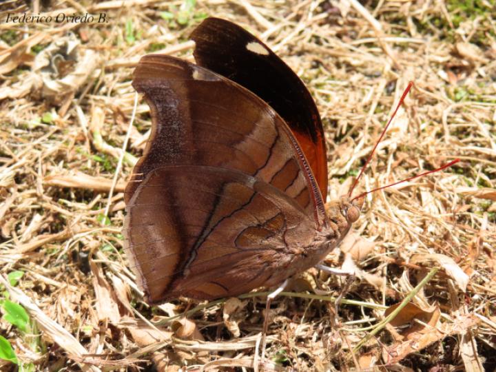 Historis odius dious