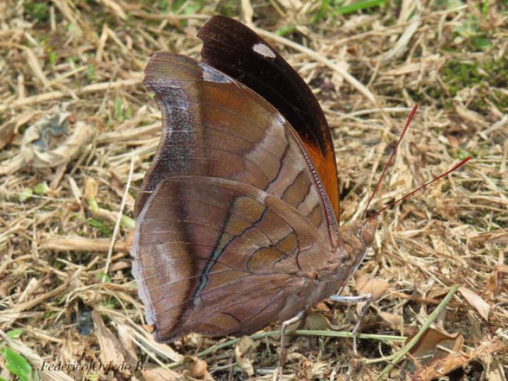 Historis odius dious