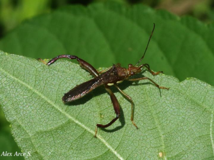 Hyalymenus tarsatus (Insecto texano patas arqueadas)