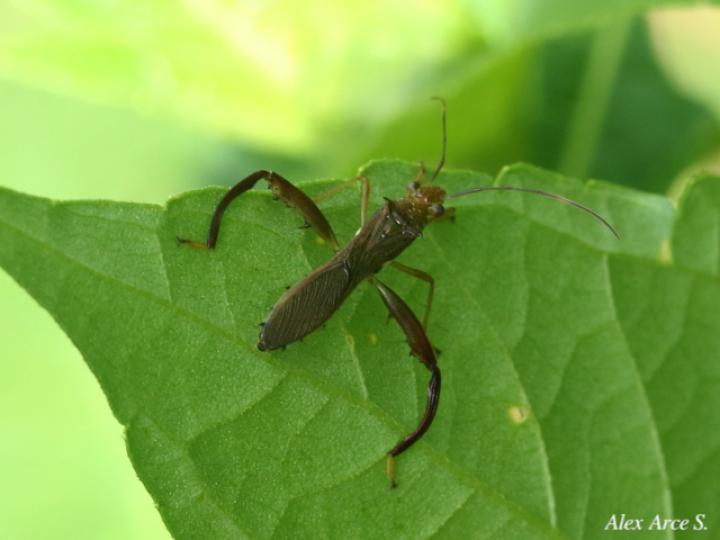 Hyalymenus tarsatus (Insecto texano patas arqueadas)