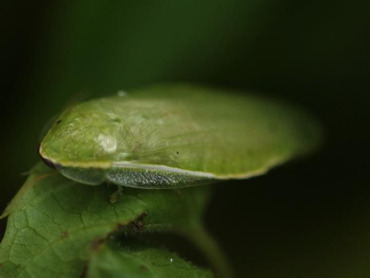 Panchlora nIvea (Cucaracha verde)