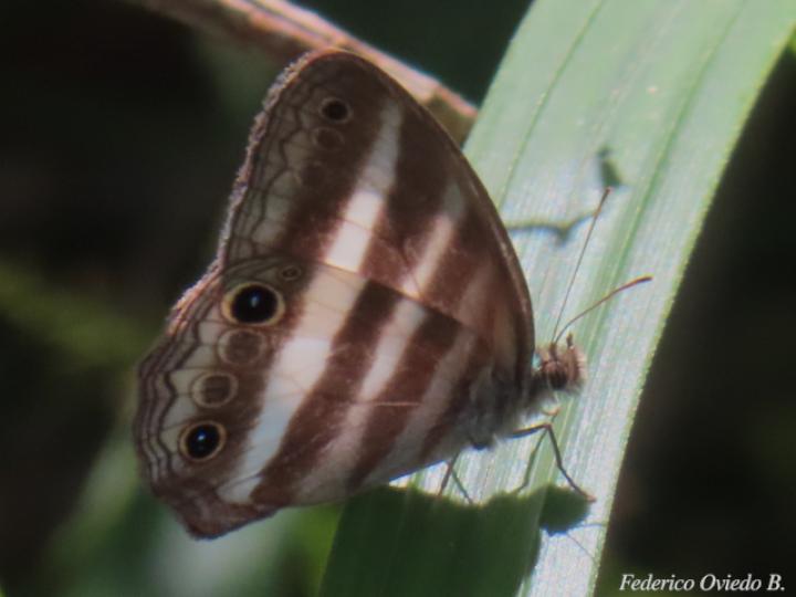 Pareuptychia ocirrhoe