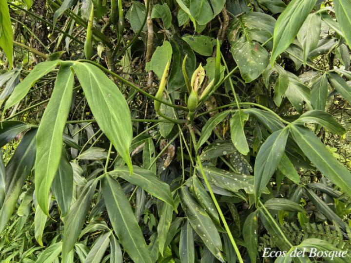 Philodendron anisotomum