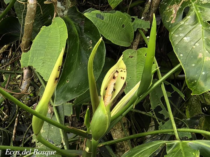 Philodendron anisotomum