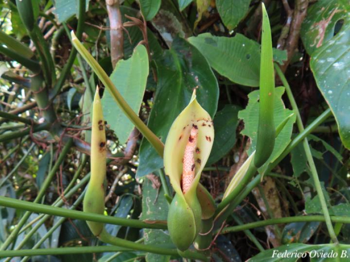 Philodendron anisotomum