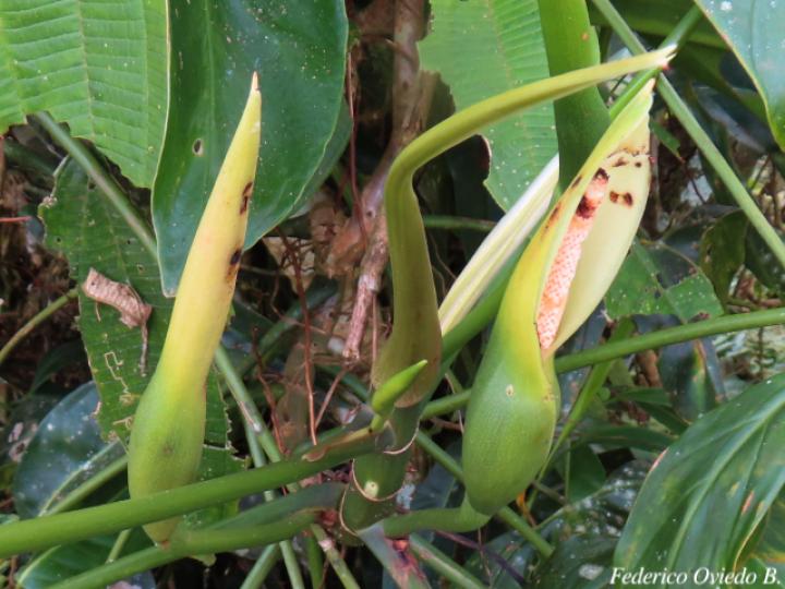 Philodendron anisotomum