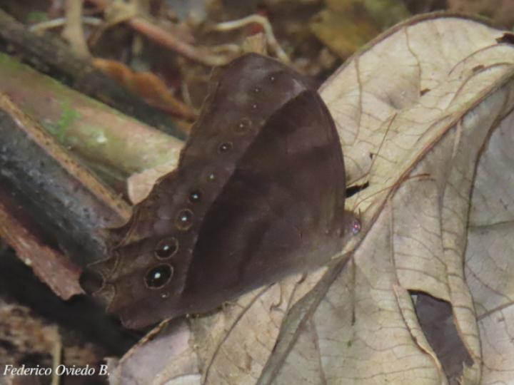 Taygetis thamyra (Mariposa sátira común)