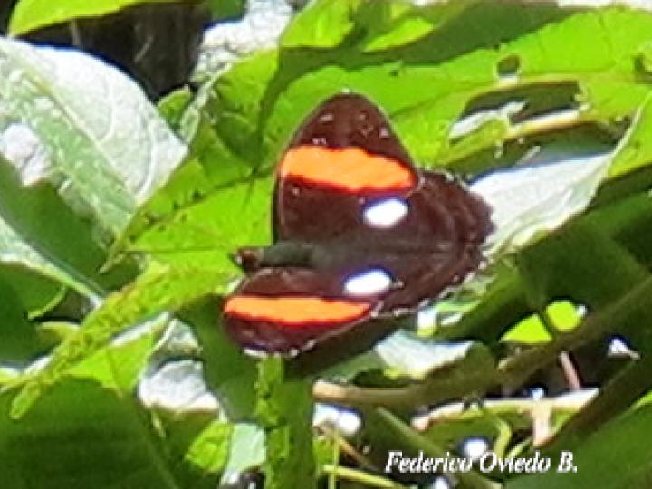 Adelpha leucophthalma