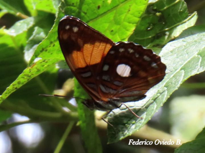 Adelpha leucophthalma