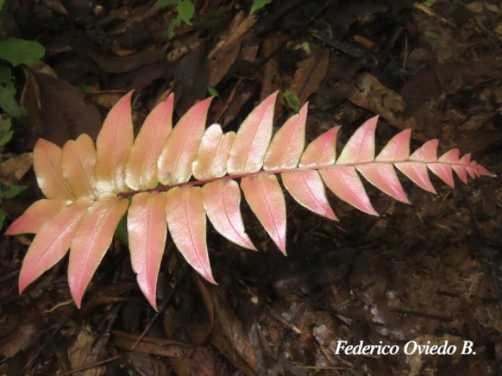Blechnum occidentale